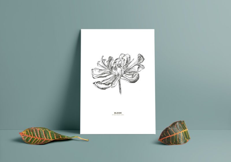 BLOOM - Tulpan
