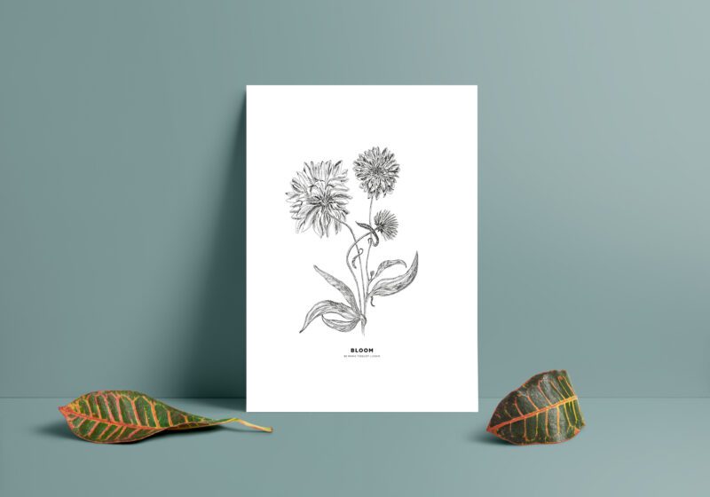 BLOOM - Rudbeckia