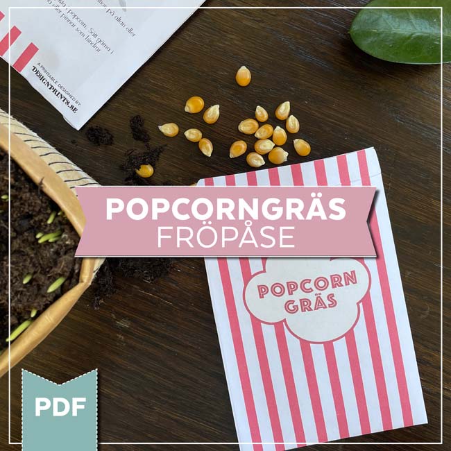 Så popcorngräs. Fröpåse till popcorn