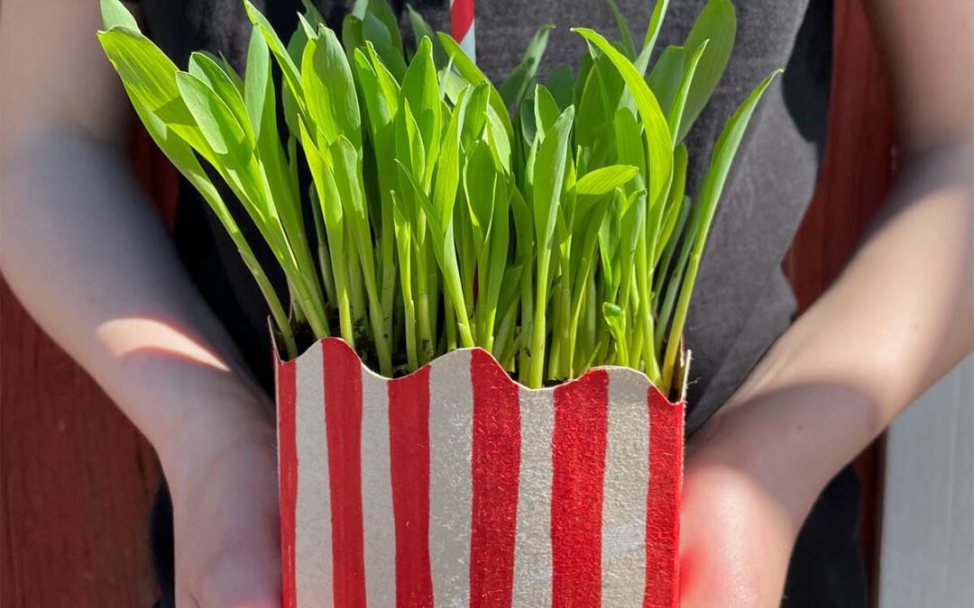 Så popcorngräs med barngrupper