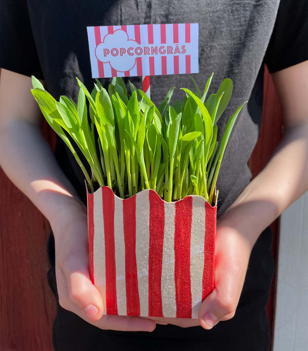 Ge bort popcorngräs i popcornbägare